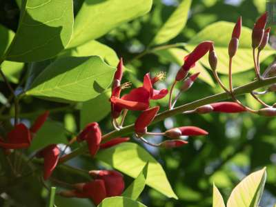 ...con fiori rosso vivo che ricordano la cresta di un gallo